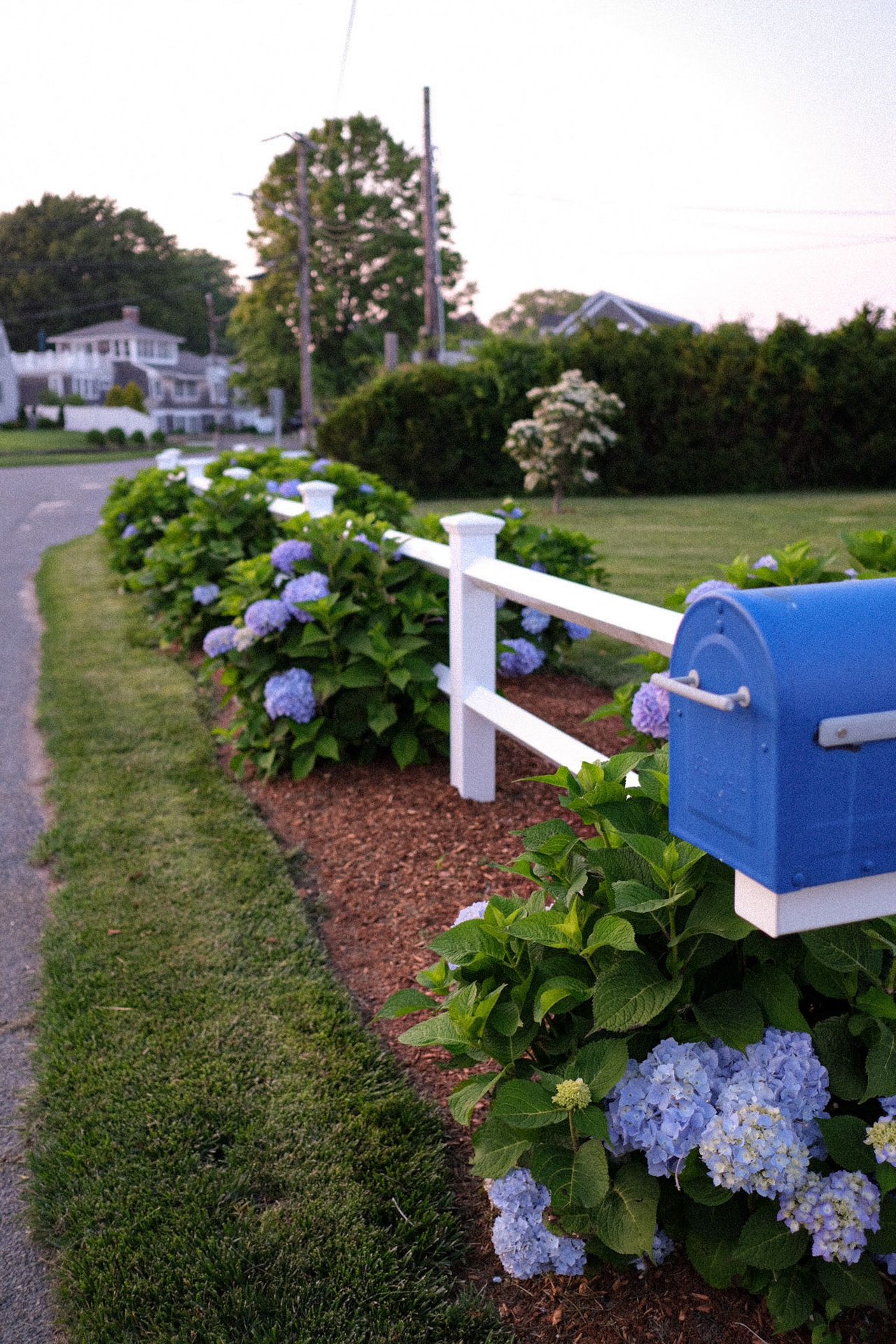 Hydrangeas along a white split-rail fence